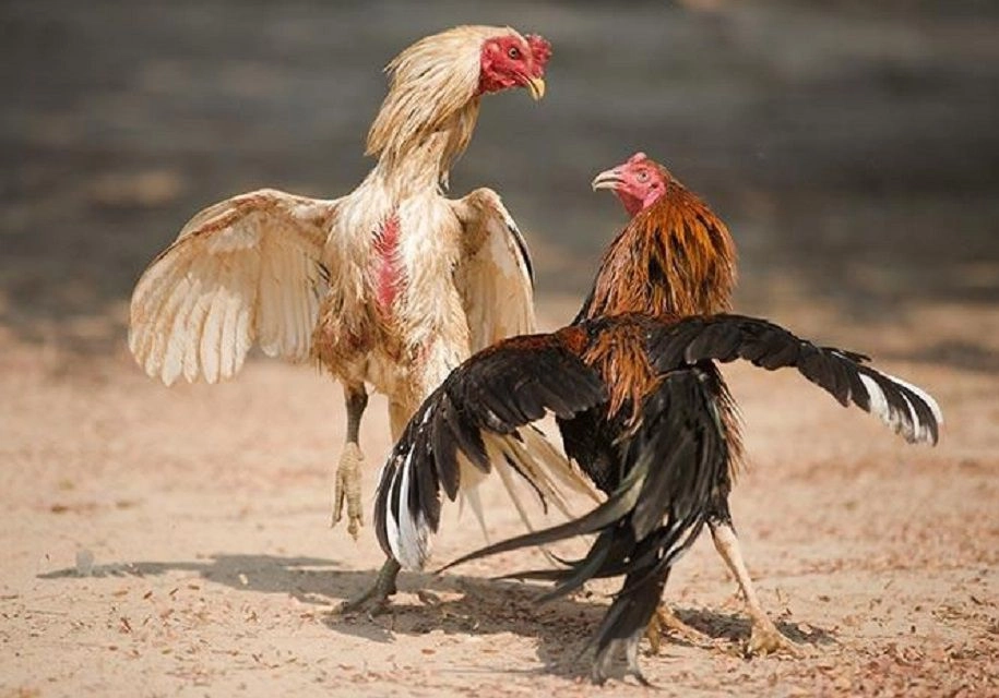 Khuyến mãi và ưu đãi đá gà cựa sắt tại 23Win